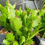 2 Colorful Christmas Cactus Plants, Live 4-7 Inch Seasonal Houseplants