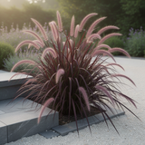 2 Live Red Purple Fountain Grass Plants, 5-9 Inch Tall Ornamental Grass