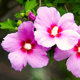 Potted Althea Flowering Shrub, Pink Rose Of Sharon Live Plant, 6-13 Inch