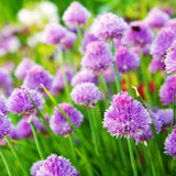 3 Heirloom Leek Chives Herb Plants, Live Chives Measuring 4 Inches Tall