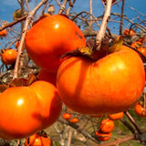 Persimmon Live Plant In Pot, One 6-12 Inch Fruit Seedling For Outdoors