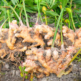 2 Live Ginger Flower Plants, Tropical Starters, 4-7 Inches Tall To Plant