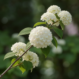Live Japanese Snowball Viburnum, White Flowering Shrub, 7-10 Inches Tall