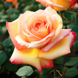 Live Sunset Rose Bush, Fragrant Flowers, 5-10 Inch Starter Plant, No Pot
