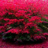 5 Live Burning Bush Plants, 6-10 Inch Bare Root Landscape Shrubs, Gardens