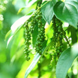 Live Black Pepper Plant, 3-6 Inch Tall, Well-Rooted Piper Nigrum Tree.