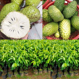 Live Soursop Guanabana Orchard Tree, Tropical Fruit Plant, 5-9 Inches Tall