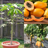 Live Papaya Fruit Tree In 4 Inch Pot, Well-Rooted Plant For Outdoor Gardens