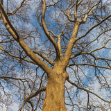 Quart-Pot Live Sycamore Tree, Well-Rooted Shade Tree For Outdoor Landscapes