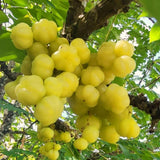 Live Star Gooseberry Plant, 1-1.5 Feet Tall, One Gallon Outdoor Growing Pot