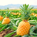 Live Pineapple Starter Plant, 5-8 Inches Tall, Growing In Patio Containers