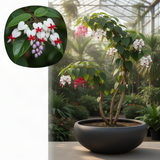 2 Live Clerodendrum Plants, Assorted Bleeding Heart Flowering Vine Set