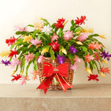 2 Live Mixed Christmas Cactus Plants, 3-6 Inch Houseplant Gift For Home