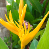2 Yellow Bird Of Paradise Live Plants, 5-9 Inch Strelitzia Reginae, No Pot