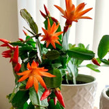 Spring Easter Cactus, Live Blooming Houseplant, 4-7 Inches For Indoors