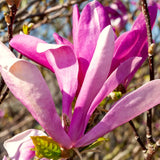 Live Jane Magnolia Tree, Fragrant Flowers, 6-12 Inches Tall, 2.5-Inch Pot