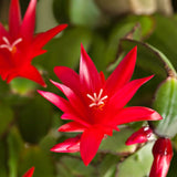 Live Red Easter Cactus, 4-6 Inch Spring Flower Houseplant For Home Decor