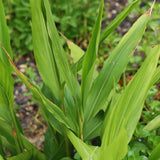 3 Live Galangal Ginger Plants, Well Rooted, 4-7 Inches Tall For Garden Use