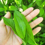 2 Live Longevity Spinach Plants, 4-8 Inch Vegetable Plants, Outdoor Garden