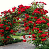 Live Don Juan Climbing Rose Bush, Well-Rooted Plant For Indoor Or Outdoor