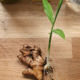 2 Live Ginger Plants, Well-Rooted Edible Herbs, 4-7 Inches Tall For Pots