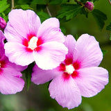 Live Pink Rose Of Sharon Shrub, 6-13 Inch Plant For Summer Garden Blooms