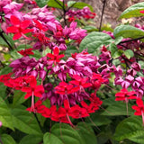 2 Live Bleeding Heart Vine Plants, Red Purple Blooms, Indoor Or Outdoor