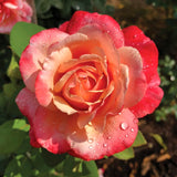 Live Coral Rose Bush, 5-10 Inch Heirloom Plant For Beds And Containers