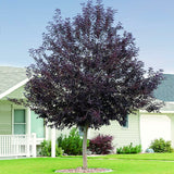 Live Plant, Red Chokecherry Berry Shrub, 8-14 Inches Tall, 2.5-Inch Pot