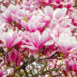 Live Saucer Magnolia Flowering Tree Plant, Fragrant Bush, 6-14 Inches Tall