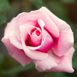 2 Live Climbing Rose Plants, Fragrant Mixed Colors, Blooming Rose Bushes