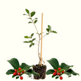 Yaupon Holly Live Hedge Shrub, Upright 4-6 Inch Ornamental Garden Plant