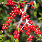 Live Yaupon Holly Shrub For Garden Landscapes, Hardy Plant, 4-6 Inches Tall