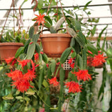 Live Red Easter Cactus, 5-7 Inch Indoor Houseplant For Hanging Basket Decor