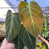 Trailing Black Gold Philodendron Live Houseplant, 5-8 Inch Tall, No Pot
