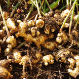 2 Live Ginger Plants, Well-Rooted Edible Herbs, 4-7 Inches Tall For Pots