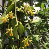 Vanilla Bean Plant, Live Green Vine In Half Gallon Pot For Indoor Garden