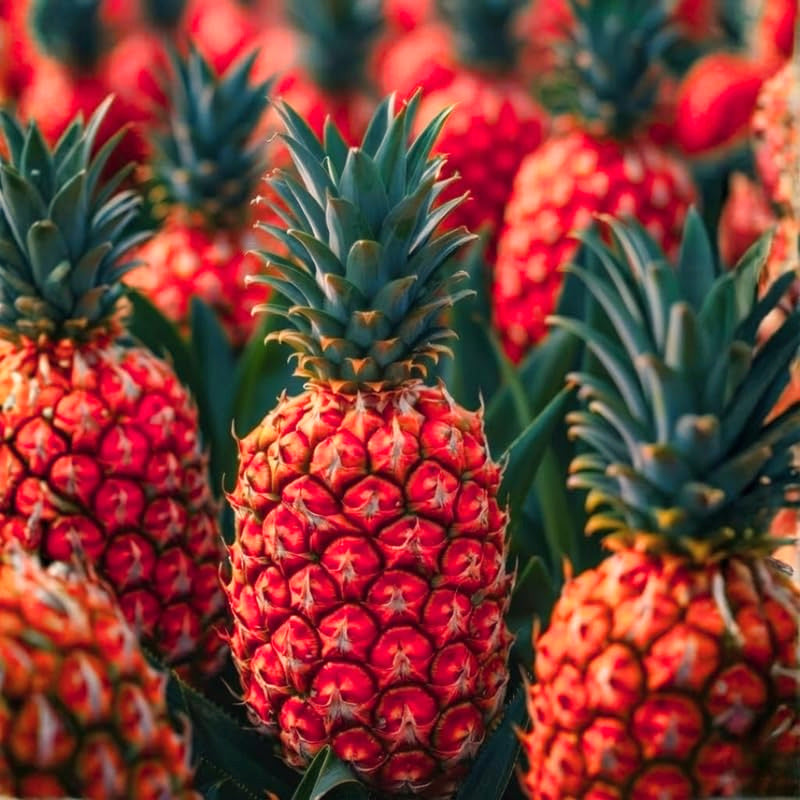 2 Live Pineapple Plants, 4-6 Inch Tropical Fruit Plants For Containers
