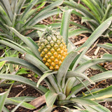 Live Sugarloaf Tropical Fruit Plant, 5-8 Inch Starter For Patio Planter