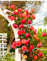 Live Climbing Rose Plant, Flowering Vine For Trellises, Fences And Arches