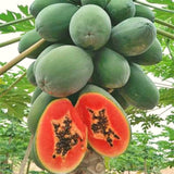 Live Papaya Tree In 4-Inch Pot, Sweet Edible Fruit For Patio Or Garden