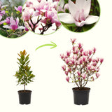 2 Jane Live Flowering Trees, 6-12 Inches Tall, In 2.5-Inch Garden Pots