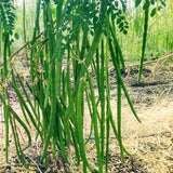 Live Moringa Oleifera Tree In 4 Inch Pot, Hardy Tropical Perennial Herb