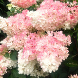 2 Live Hydrangea Shrubs, Pink White Flowers, 6-12 Inch Landscape Plants