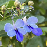 Live Clerodendrum Plant, Blue Butterfly, Chain Of Glory, 5-9 Inches Tall