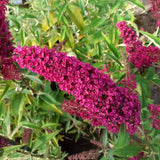 Dark Pink Butterfly Bush Live Plant, 4 To 6 Inch Starter Shrub For Garden