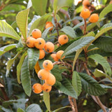 Live Golden Loquat Fruit Tree, 2-3 Ft Tall Plant In 1 Gallon Pot For Patio