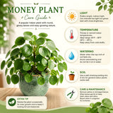 Live Pilea Money Plant, 5-7 Inch Indoor Perennial Houseplant, Without Pot