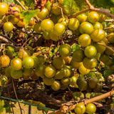 2 Live Bronze Muscadine Grape Vines, Sweet Fruit Plants, 5-8 Inches Tall