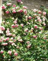 Live Pink Climbing Rose Bush Plant, Bare Root, 5-9 Inches Tall For Planting
